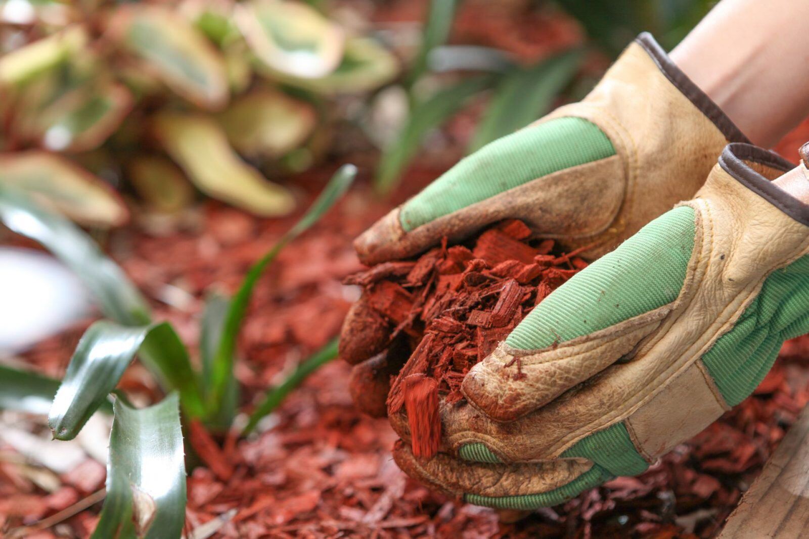 mulch